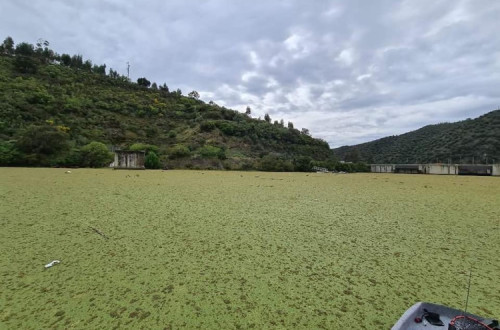Eutrofização no Tejo - Foto de ProTejo, facebook