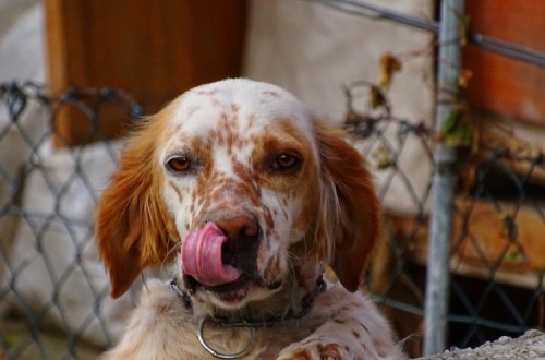 Animal de rua. Foto de Birkan Caghan/Flickr.