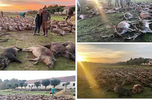Imagem partilhada pelo grupo de caçadores responsável pelo abate dos 540 animais na Torre Bela.
