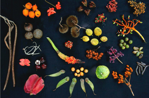 Foto de Christian Ziegler/PLOS.