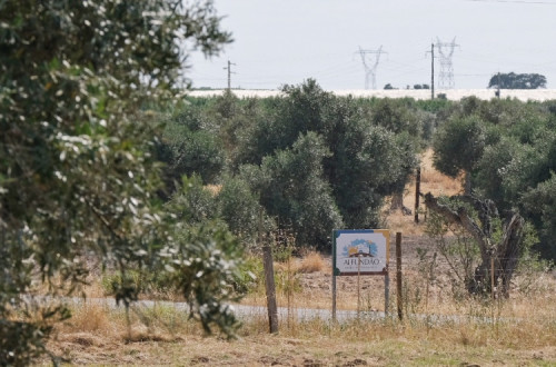 Olival intensivo em Alfundão, Viana do Alentejo.