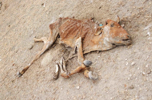 Restos de gado morto nas pastagens de Kitengela Masái, Quénia. Imagem: Ilri
