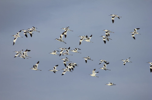 Aves nas Salinas de Alverca. Foto de Jorge Orge/Flickr.