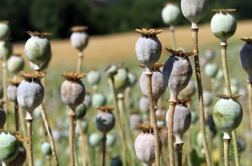 Papaver somniferum.