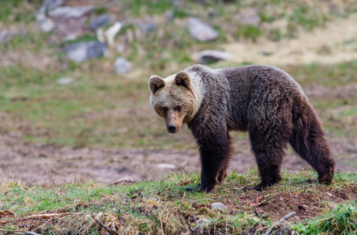 Urso castanho nas montanhas Tatra, Eslováquia.