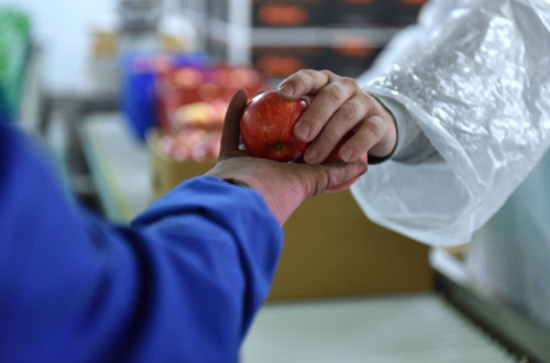 Trabalhadores do setor frutícola