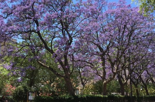 Jacarandás em Lisboa.