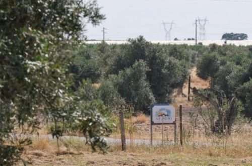 Olival intensivo em Alfundão, Viana do Alentejo. 