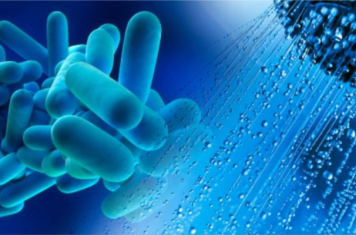 Bactéria da legionella.