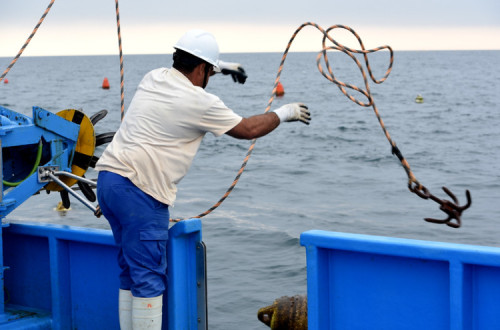 Mariscador em Olhão.