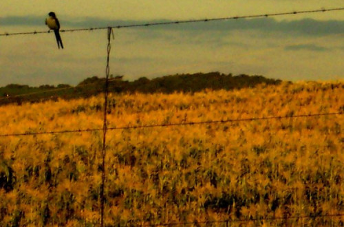 Andorinha. Por Tailana Infeld/Flickr.