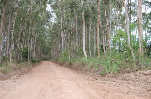 Eucaliptos. Foto de Clovis Melo/Flickr.