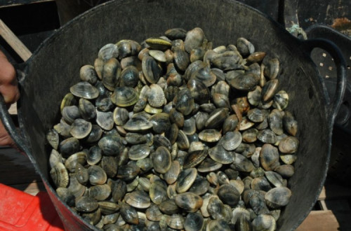 Amêijoa-japonesa (Ruditapes philippinarum). Fotografia: Projeto NIPOGES.