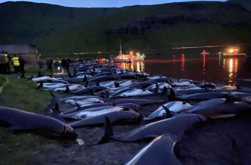 Baleias mortas nas ilhas Faróe. Foto: Sea Shepherd.
