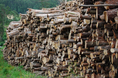 Troncos de eucalipto