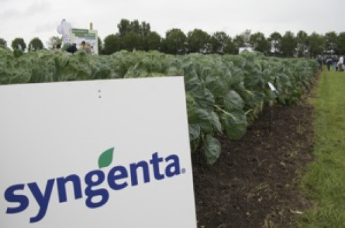 Syngenta. Foto de Fruitnet.com/Flickr.