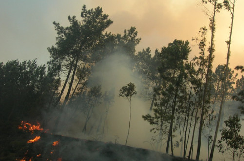 incêndio florestal