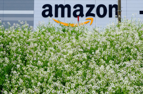Amazon. Foto: m. mikeneko355/Flickr