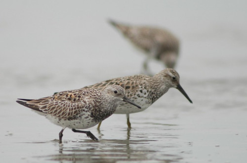 Seixoeira-Grande, uma espécie ameaçada. Foto de Changhua Coast Conservation Action/Flickr.