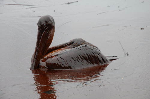 Pelicano coberto em petróleo.