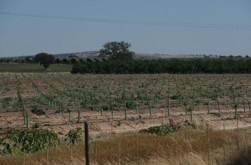 Alfundão. Foto do olival intensivo.