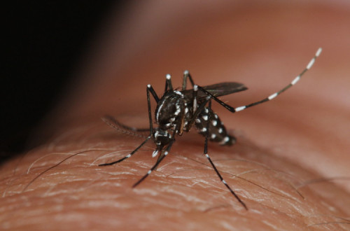 Mosquito aedes albopictus. Foto de AFPMB/Flickr.