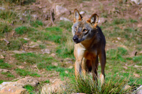 Lobo Ibérico. Foto de Animal Record/Flickr.