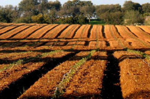 Campo agrícola. Foto de Américo Meira/Flickr