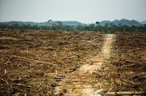 Destruição de floresta causada pela Duta Palma. Bornéu, 2011.