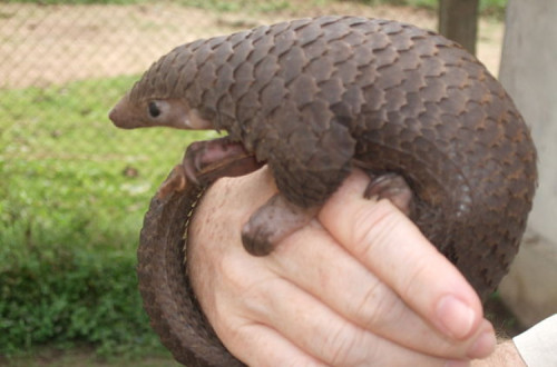 Uma das espécies de pangolim (Phataginus tricuspis) no Congo. Foto de Valerius Tygart/wikimedia commons.