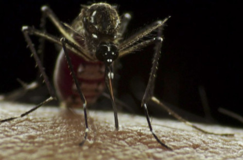 Aedes Aegypti. Foto de Sanofi Pasteur/Flickr.