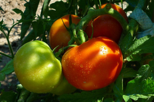 Tomates