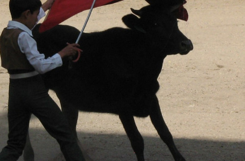 Criança numa atividade tauromáquica. Foto de Julio Marquez/Flickr.