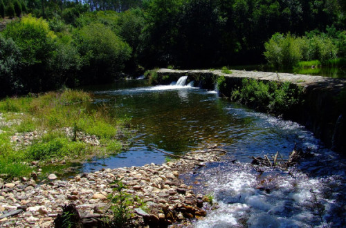 Carregal do sal: Peixes mortos encontrados no rio Mondego
