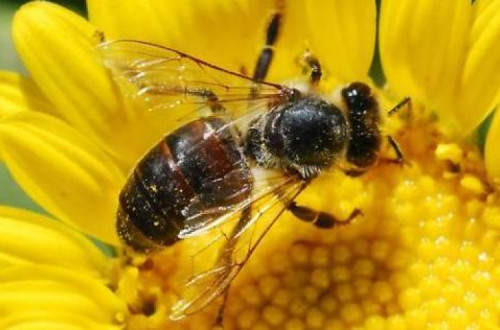 Marisa Matias considera que relatório do PE defende medidas que não passam de “passos curtos” perante a gravidade da degradação das populações de abelhas