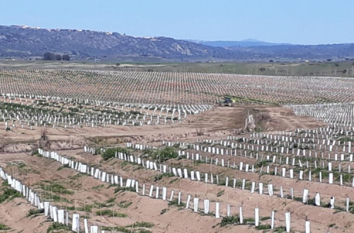 Idanha-a-nova: amendoal superintensivo é ameaça à saúde pública e ambiente