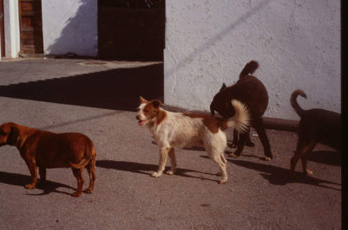 Animais errantes