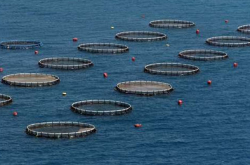 A sustentabilidade da aquacultura afigura-se como uma ilusão