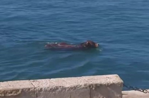 Boi caiu ao Sado - Foto de PATAV/Facebook