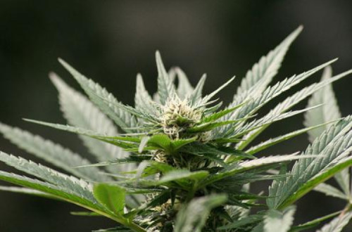 Canábis medicinal aprovada no Parlamento