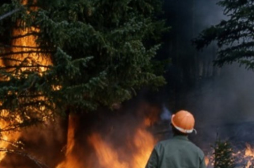 A extensão total das matas está a diminuir a um ritmo de 10 milhões de hectares por ano. A causa-efeito entre a destruição dos ecossistemas e a propagação de novas doenças é evidente