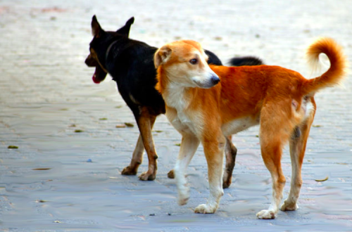 Fotografia: psychologytoday.com