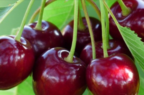 Quebras na produção e nas vendas de frutas na Beira Interior, por causa da pandemia e do clima incerto do ano