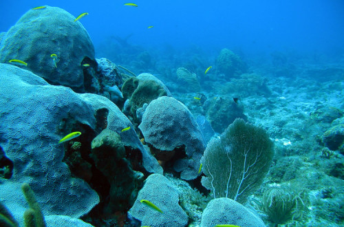 Recifes de coral – foto de NOAA's National Ocean Service marcado com CC PDM 1.0 