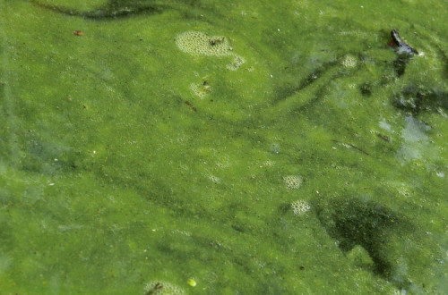 Cianobactérias na água. Foto de Christian Fischer/Wikimedia Commons.