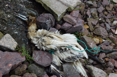 Para diminuir o número de aves afetadas, nomeadamente pelos materiais usados pelos pescadores, aconselha, “é necessária mais fiscalização por parte das autoridades”.