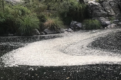 Descargas poluentes no Rio Paiva (Castro Daire) em agosto de 2020. 