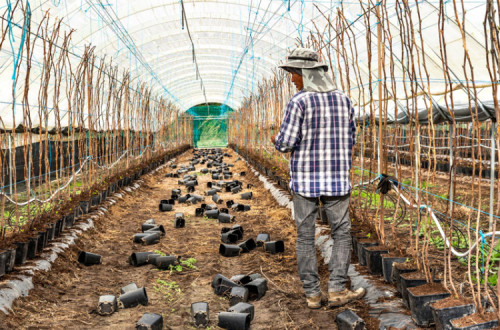 Trabalhador em exploração agrícola no Alentejo