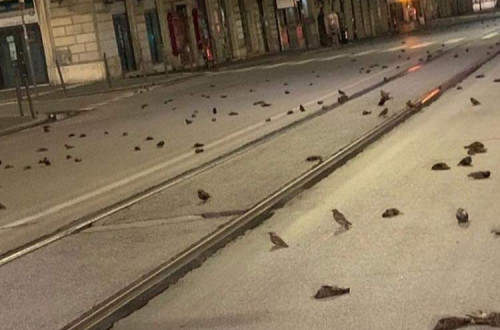 Aves mortas em Roma depois da passagem de ano. Foto da OIPA.