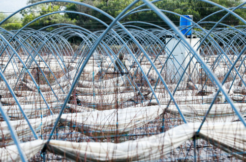 O processo protegia os proprietários agrícolas de forma extensa. Não só financiando os contentores como garantindo a aprovação dos pedidos caso a autarquia não respondesse em 15 dias. Foto de Luís Forra, Lusa.